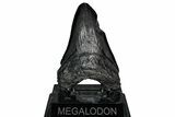Fossil Megalodon Tooth - South Carolina #340283-2